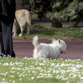 Perros en un parque. / EFE