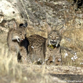 Dos ejemplares de lince ibérico en libertad. / LIFE+ Iberlince