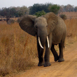 Un elefante africano en Tanzania. / Eleanor Yarisse