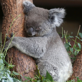 Los Koala podrían estar en peligro de extinción / Reuters