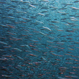 La falta de oxígeno amenaza a especies como el atún, el marlín y los tiburones. / SINC / PIXABAY