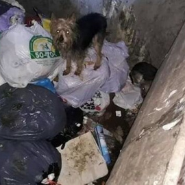 11/ 12/ 2019 - Algunos de los perros abandonados en el interior de uno de los contenedores en Alicante. / EUEROPA PRESS - AYUNTAMIENTO DE ALICANTE