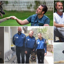 Distintas fotografías de perros que realizan labores policiales.