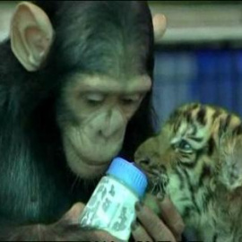 Un chimpancé hace de mamá tigre en un zoo de Tailandia