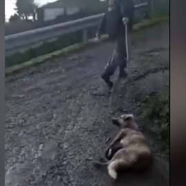 Imagen del cazador de Lugo arrastrando a su perra tras haberla disparado. / PACMA