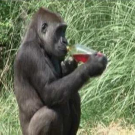 El Zoo de Londres se refresca