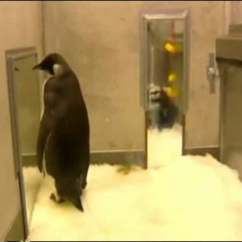 El pingüino de Nueva Zelanda está listo para volver a la Antártida
