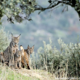 Un ejemplar de lince con dos de sus crías. MANUELA MORAL CASTRO (LIFE+IBERLINCE)