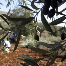 Hombres trabajando en la recogida de la aceituna. EFE/Javier Martín