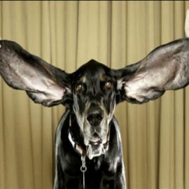 Harbor, el perro con las orejas más largas del mundo