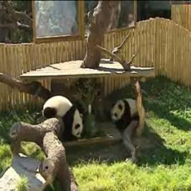Los osos panda del Zoo de Madrid cumplen un año