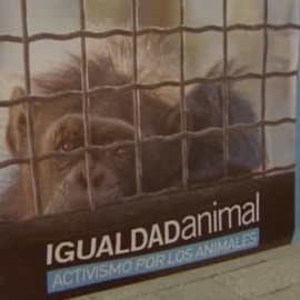 Activistas de Igualdad Animal se enjaulan en Madrid