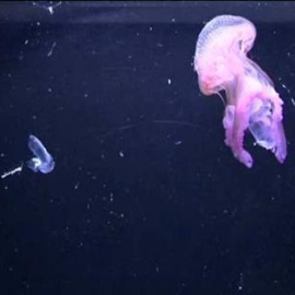 "Las medusas han salvado centenares de miles de vidas" 