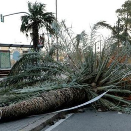 Las fuertes rachas de viento han derribado palmeras en un paseo de Valencia | EFE