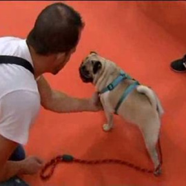 Clases de adiestramiento y pasarela canina en la Feria de la Mascota de Barcelona