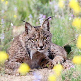 Fotografía de archivo de un lince ibérico. - EUROPA PRESS