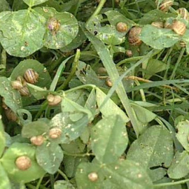 Comienzan un proyecto de cría de caracoles