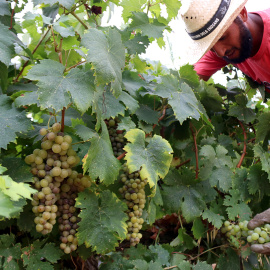 Vinyes de Castell del Remei.