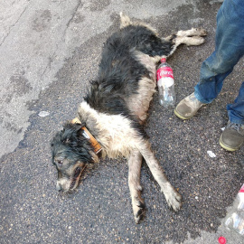 Uno de los perros rescatados del interior de un coche por la Policía de Fuenlabrada./ Twitter Policía Fuenlabrada