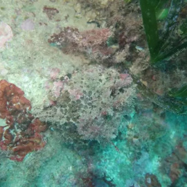 Corales en aguas de la costa de Alicante - DIPUTACIÓN DE ALICANTE