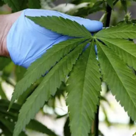 Imagen de archivo de una planta de marihuana. - REUTERS