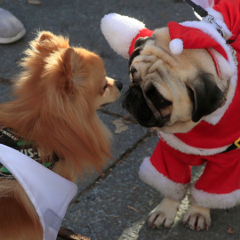 Dos mascotas interactúan este lunes en Madrid en el marco de la tradicional "Sanperrestre", una carrera 'perruna' que reivindica la necesidad de adoptar, proteger y cuidar a los animales y también de disfrutar junto a ellos. EFE/Fernando Alvarado