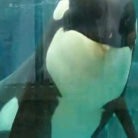 Morgan ya está en Canarias