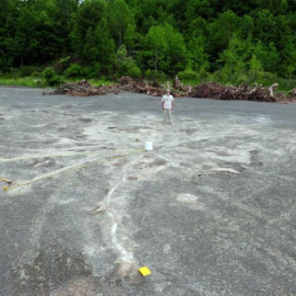 Sistema de enraizamiento del antiguo árbol 'archaeopteris' en el sitio de bosque fósil de Cairo | Foto: Charles Ver Straeten
