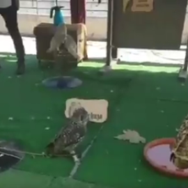 Aves rapaces atadas en una exposición en las fiestas de Majadahonda. / TWITTER - SOMOS MAJADAHONDA