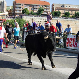Montañesa, el toro sacrificado este año en el Toro de la Vega. - EFE