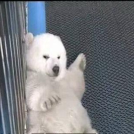 Un zoológico chino presenta a sus nuevos inquilinos, dos cachorros de oso polar