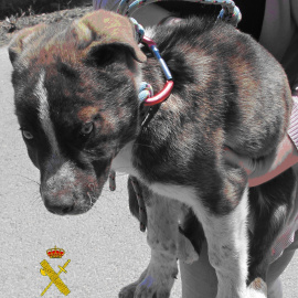 Imagen del cachorro de mastín. EP