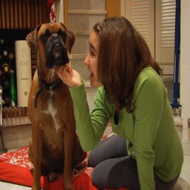 LANZAN LA PRIMERA VACUNA CONTRA LA LEISHMANIOSIS CANINA EN EUROPA