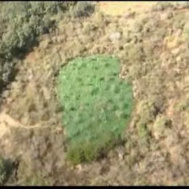 Las islas de la marihuana.