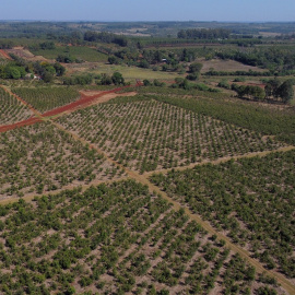 24/02/2022 Vista aérea de plantaciones de yerba mate en los campos de la Cooperativa Agrícola de la Colonia Liebig en Corrientes, Argentina
