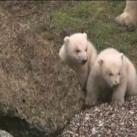 Presentan en un zoo de Holanda a sus dos nuevos inquilinos