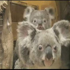 Koalas bajo los rayos X