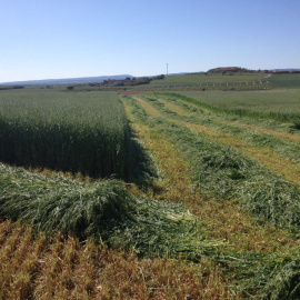 Siega de cereal temprano en campos de Segovia.