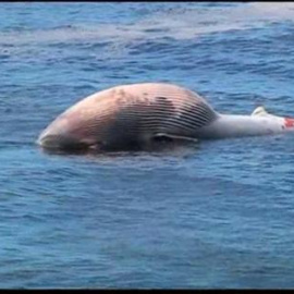 Aparece una ballena muerta en una playa de Rio de Janeiro