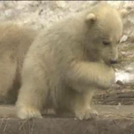 Moscú enseña la neva joya de su zoo: tres oseznos polares trillizos 