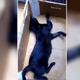 Una colonia de gatos está siendo envenenada en Beire (Navarra). / TWITTER PACMA