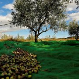 Cuando producir aceite cuesta dinero: los olivareros se revuelven ante la "inadmisible" bajada de precios del 'oro líquido'
