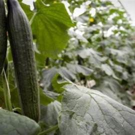 Invernadero de pepinos. EFE/Carlos Barba