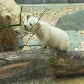 Presentan a la nueva estrella de los zoológicos de Alemania