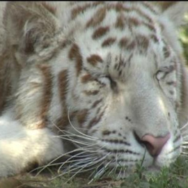 Pandora y Agra, dos tigresas albinas en Santillana