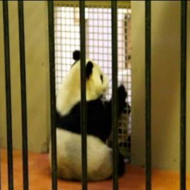 Aparean a los dos únicos osos panda del Reino Unido