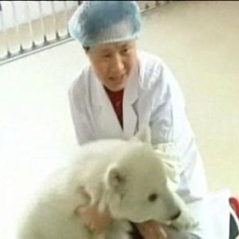 Oso polar de celebración