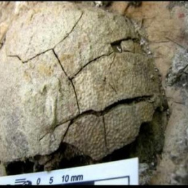 El origen de los pájaros