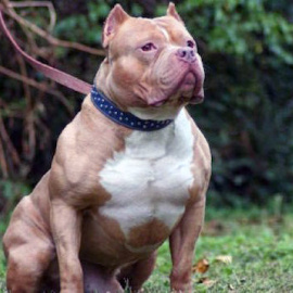 Imagen de un perro de raza pitbull/EFE