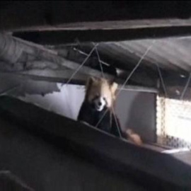 Localizan un oso panda rojo en el ático de una vivienda